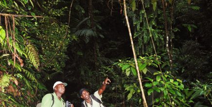 Hp4 NATURALIST Dwight York (Bird Watching)rainforest