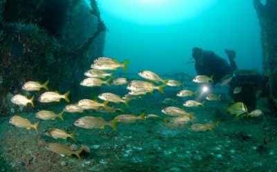 Tobago Frontier Divers